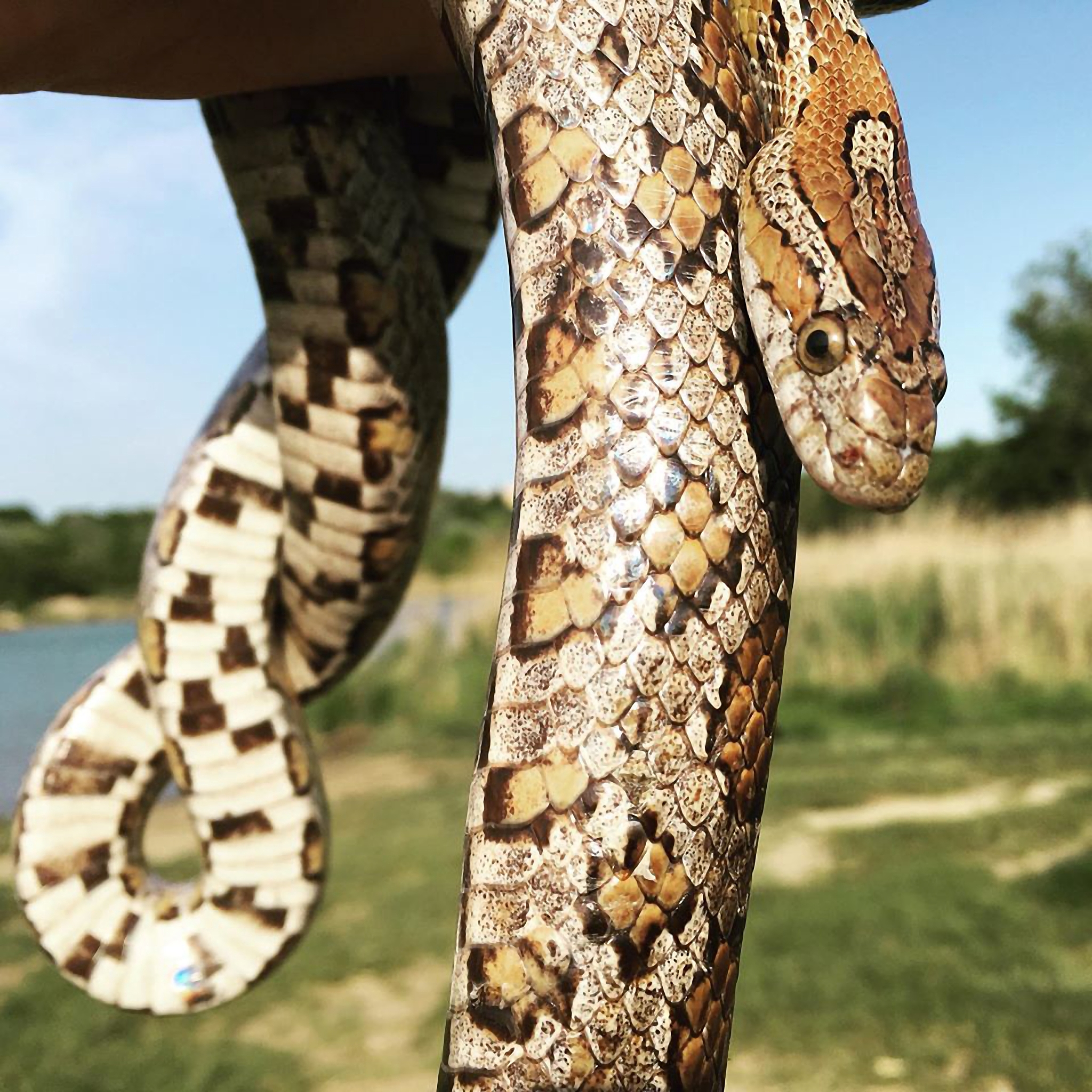黑龙江生物科技职业学院宠物养护与驯导专业专业到底行不行设有哪些课程