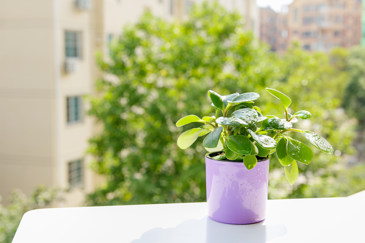 怎么想到在室内种花