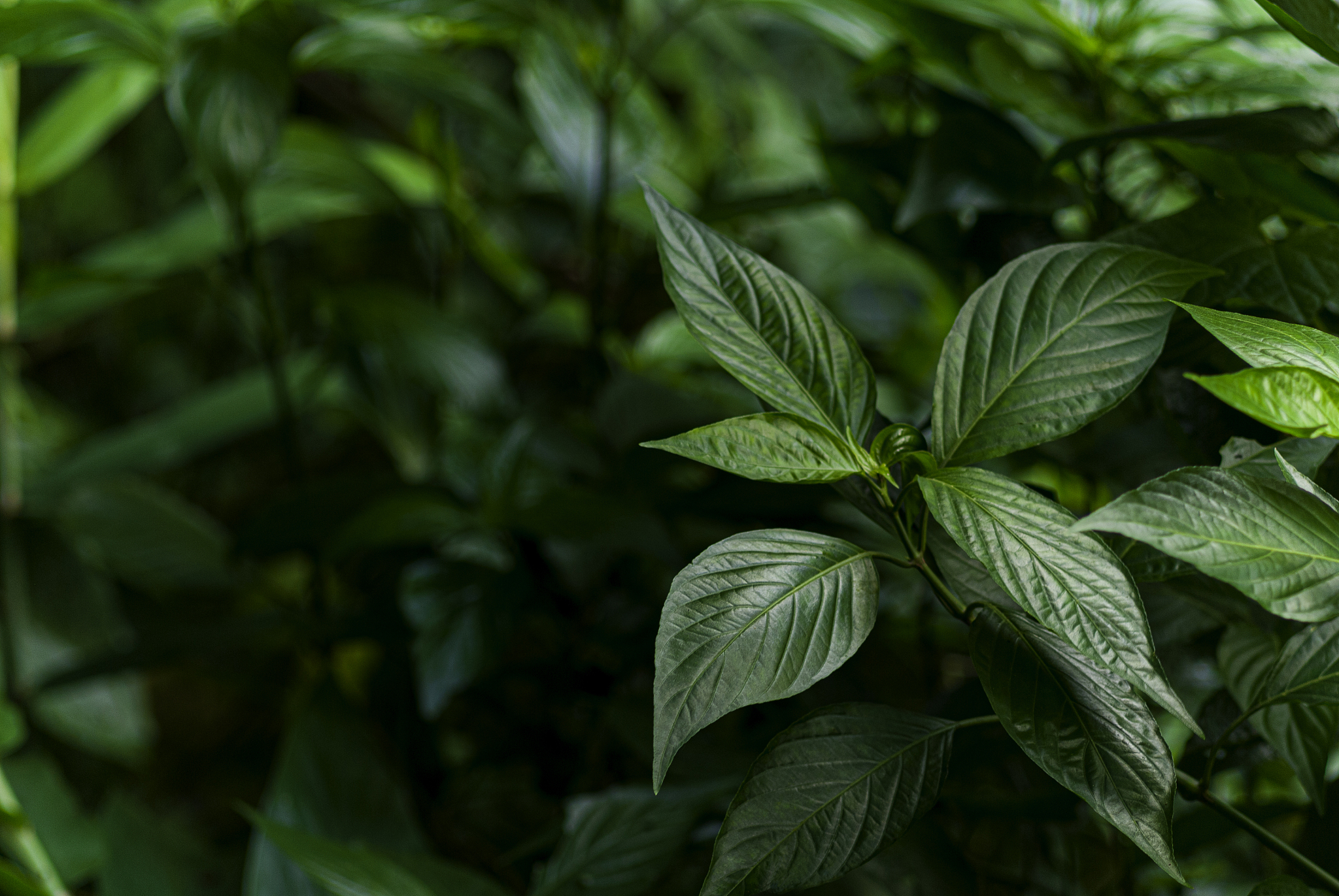 green leaves