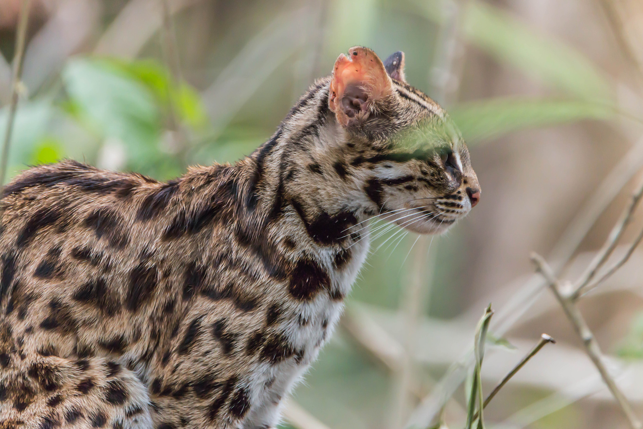 锈斑豹猫：东南亚神秘的迷你豹