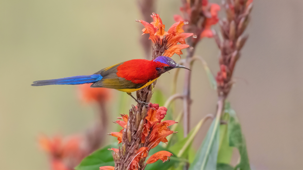 公园里的橘红色小鸟：自然的神奇与美丽