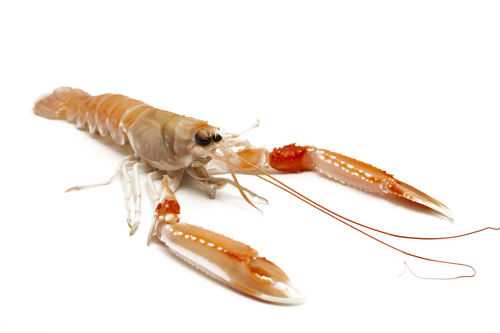 日本沼虾(Macrobrachium nipponense)营养生理学研究的重点问题