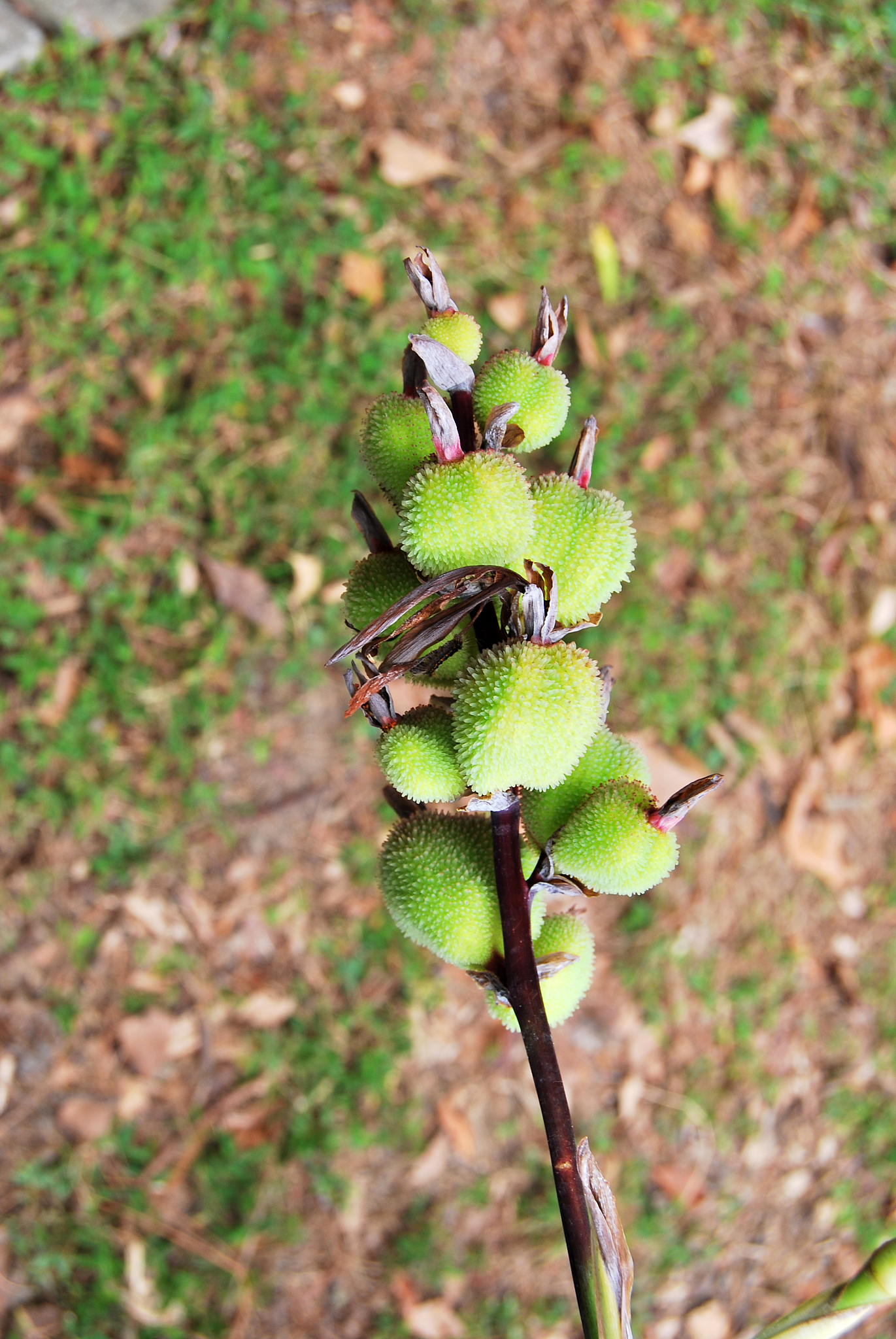 美罗国际山耳百合胶囊：40个常见问题解答