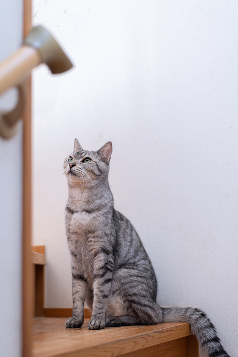 10个超萌猫咪标题，助你小红书爆火！