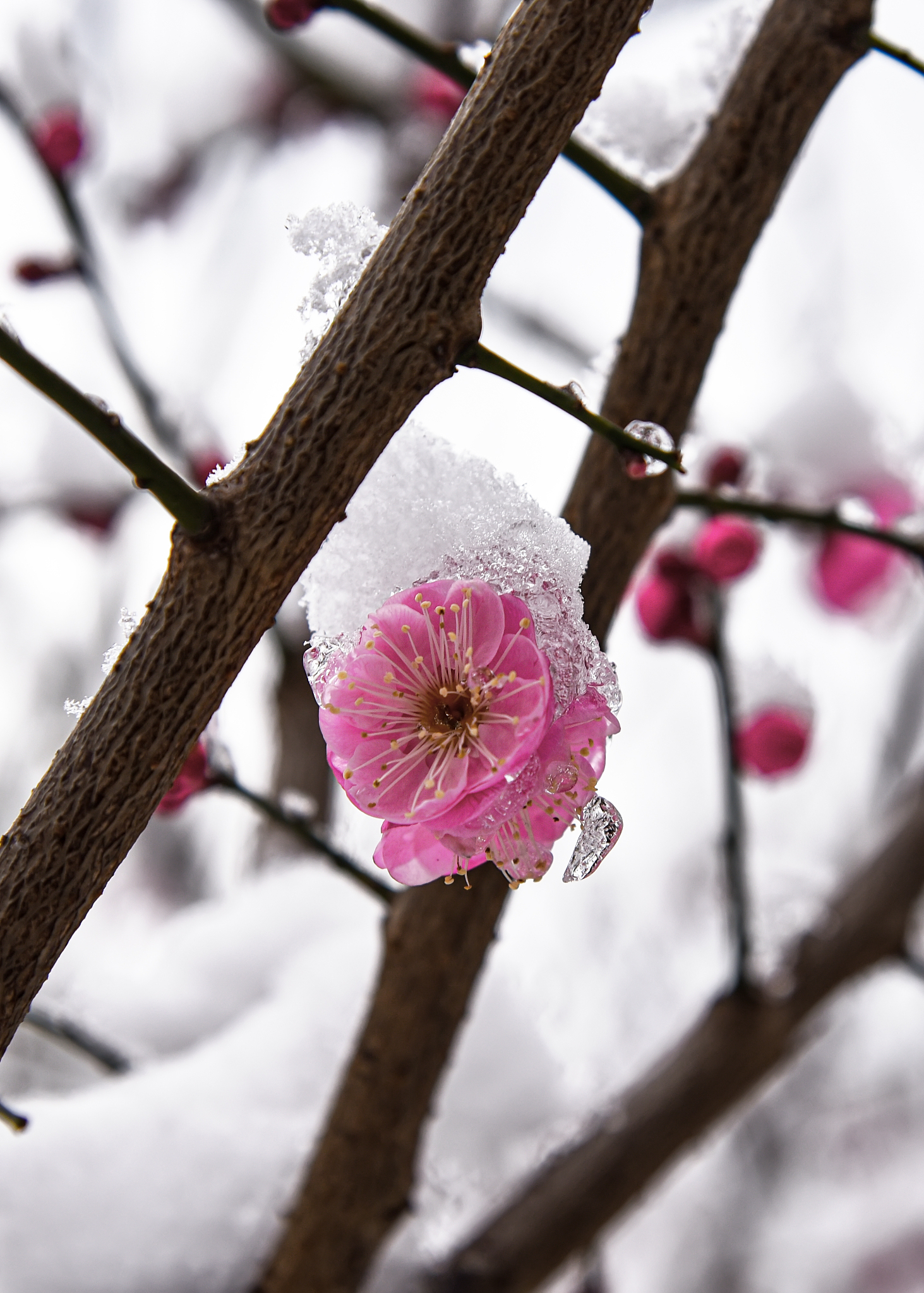 踏雪寻梅诗歌：冬日里的傲然与清香