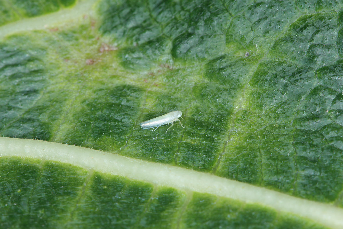 甘薯小象甲防治：现代农业发展的重要环节