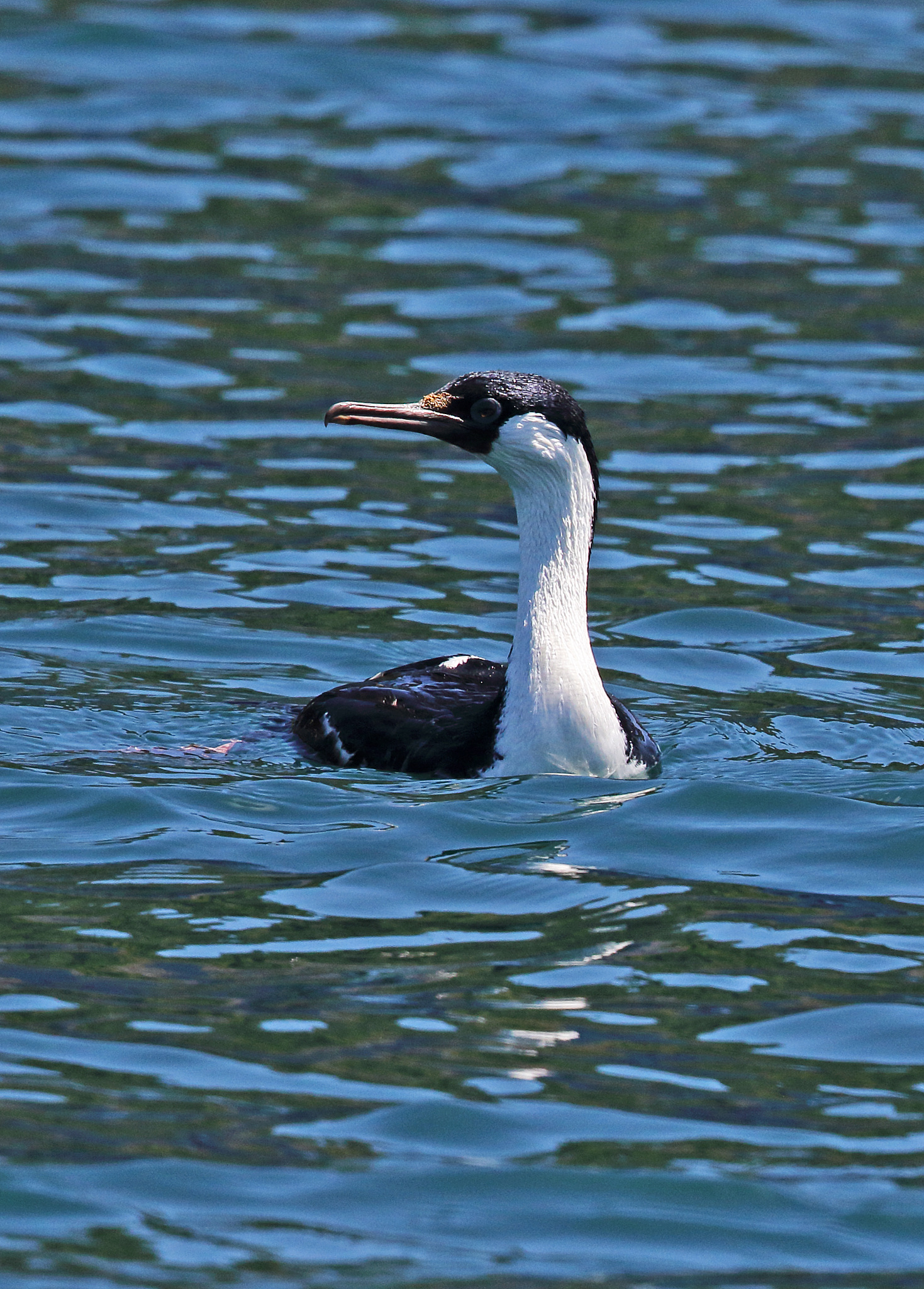 imperial shag (phalacrocorax atriceps)