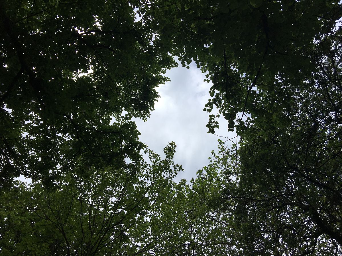 产权性质是中国企业的重要属性相比非国有企业国有企业凭借政府支持享受政策红利在资源获取、社会认可以及市场占有方面拥有天然优势