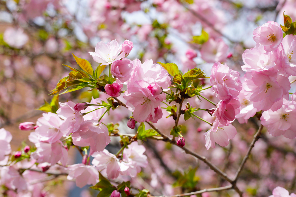 春意盎然：无处不飞花，尽显烂漫春光