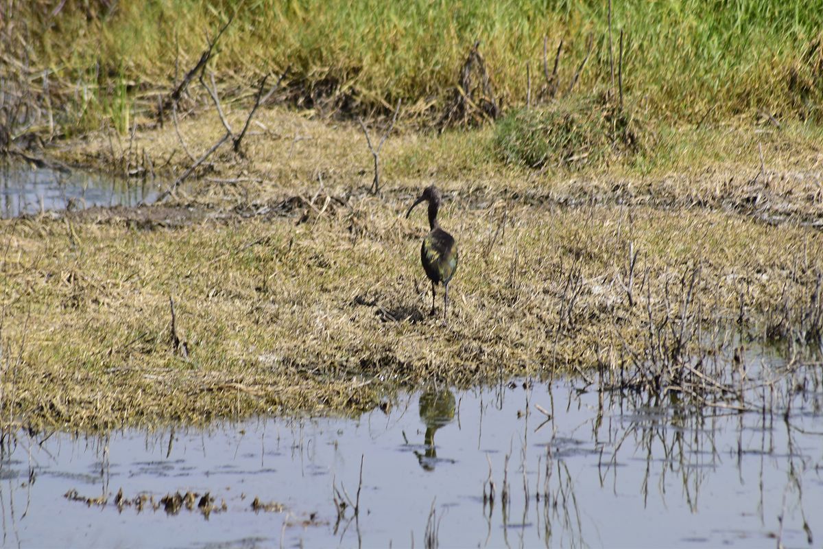 分享一下鸟类多样性和湿地环境因子的关系