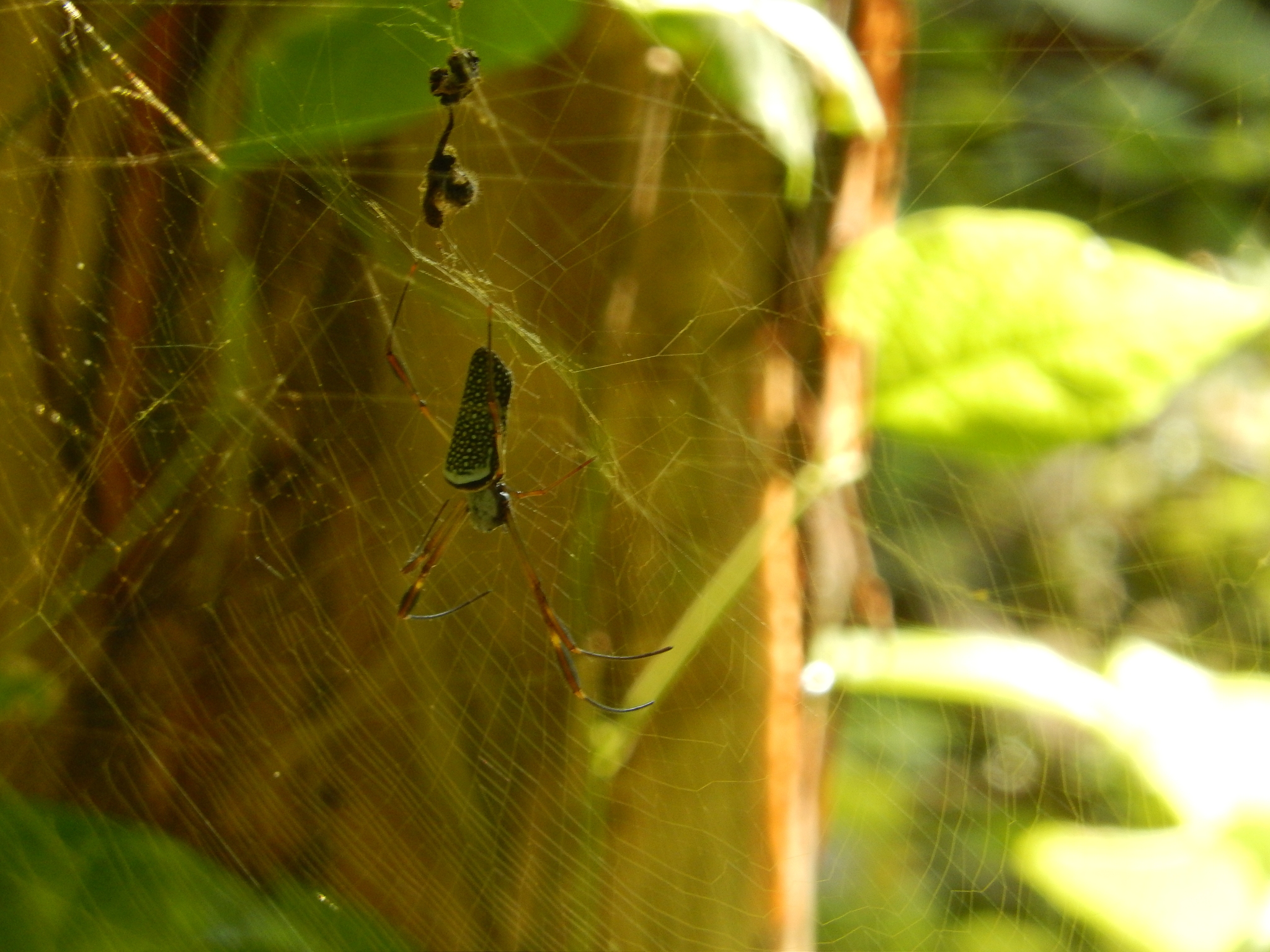 Insect Conservation and Diversity 期刊: 昆虫保护和多样性研究的领航者