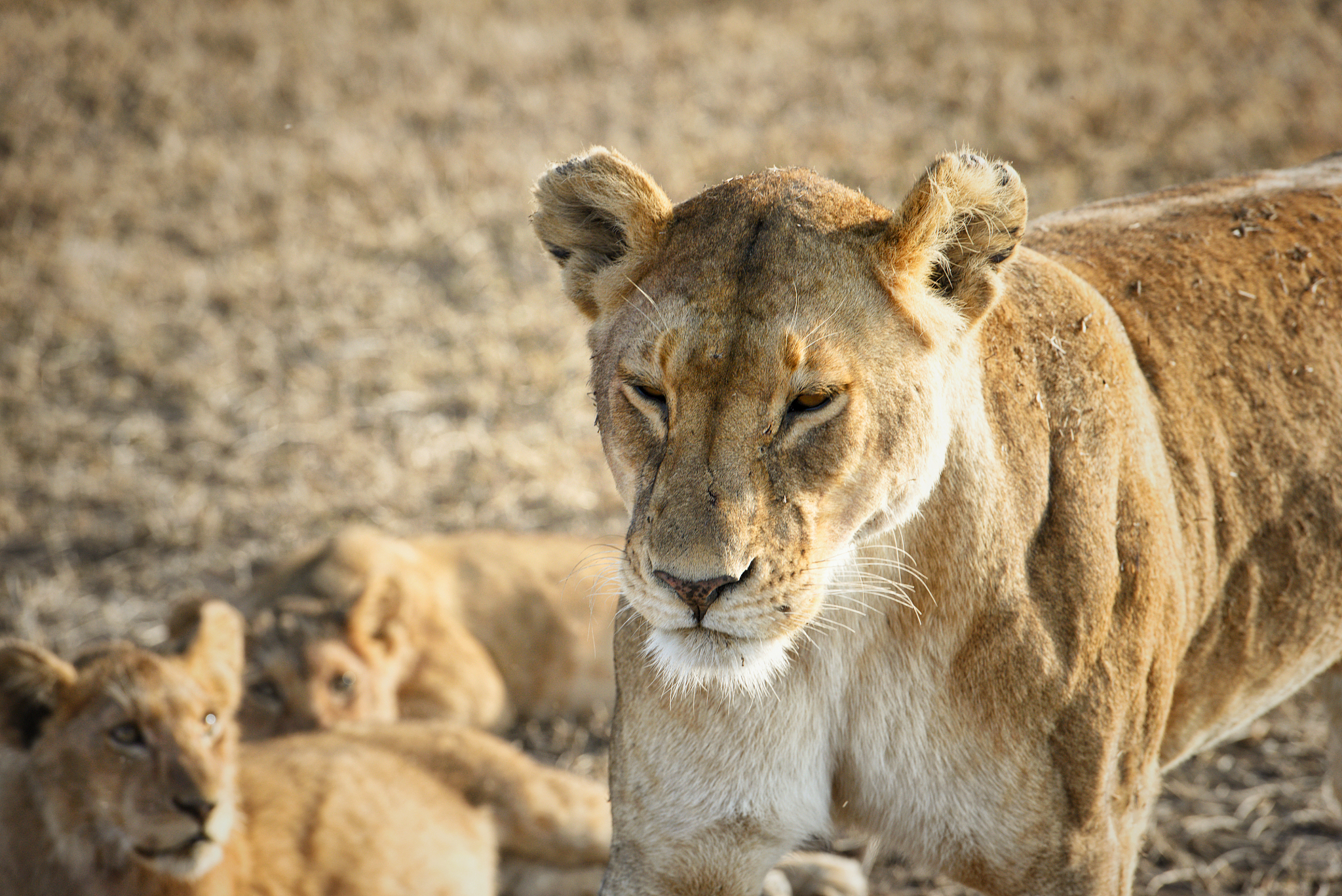 herd of lionesses with their cubs resting after a hard night of 