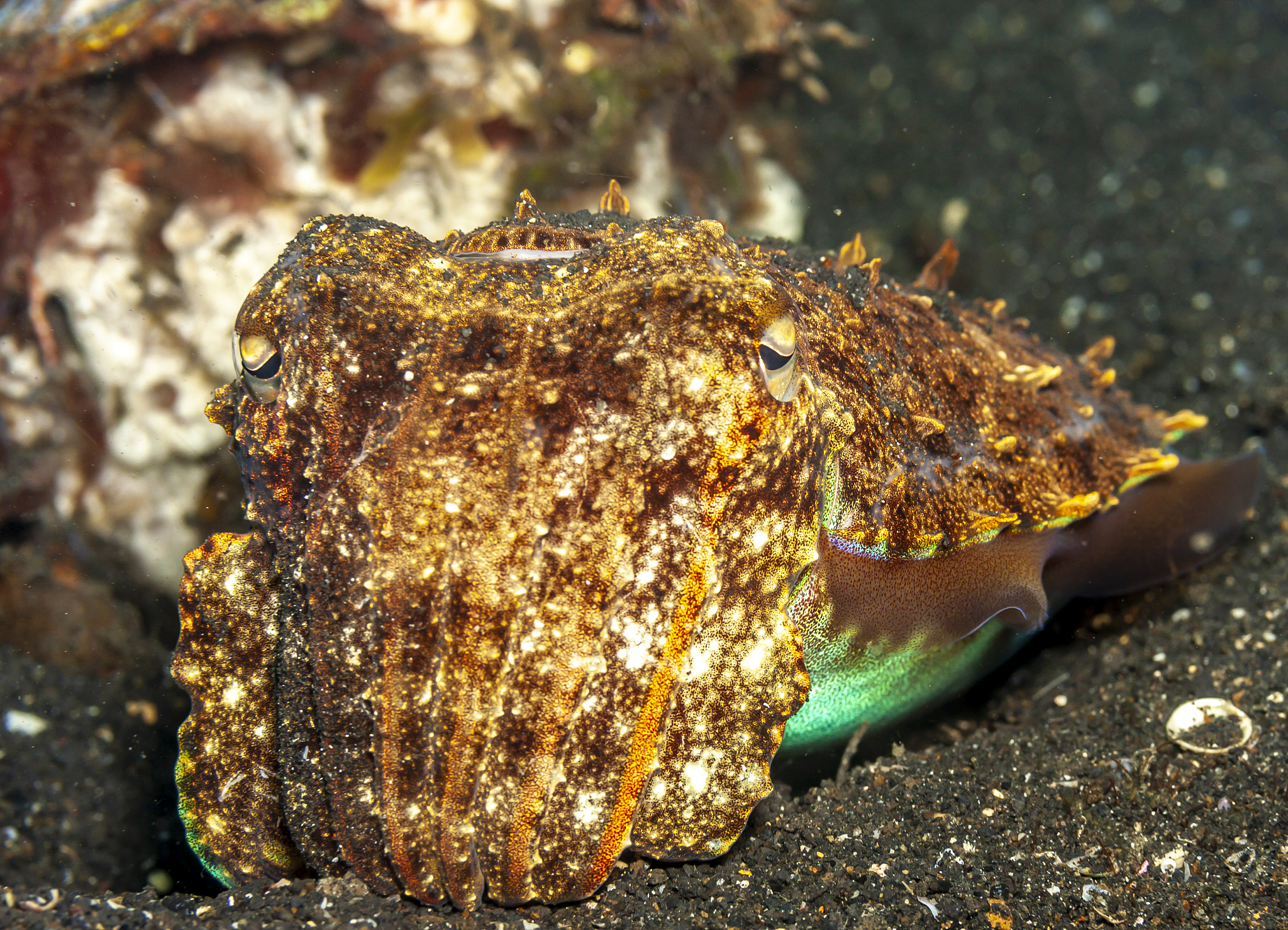 underwater, lembeh strait,indonesia