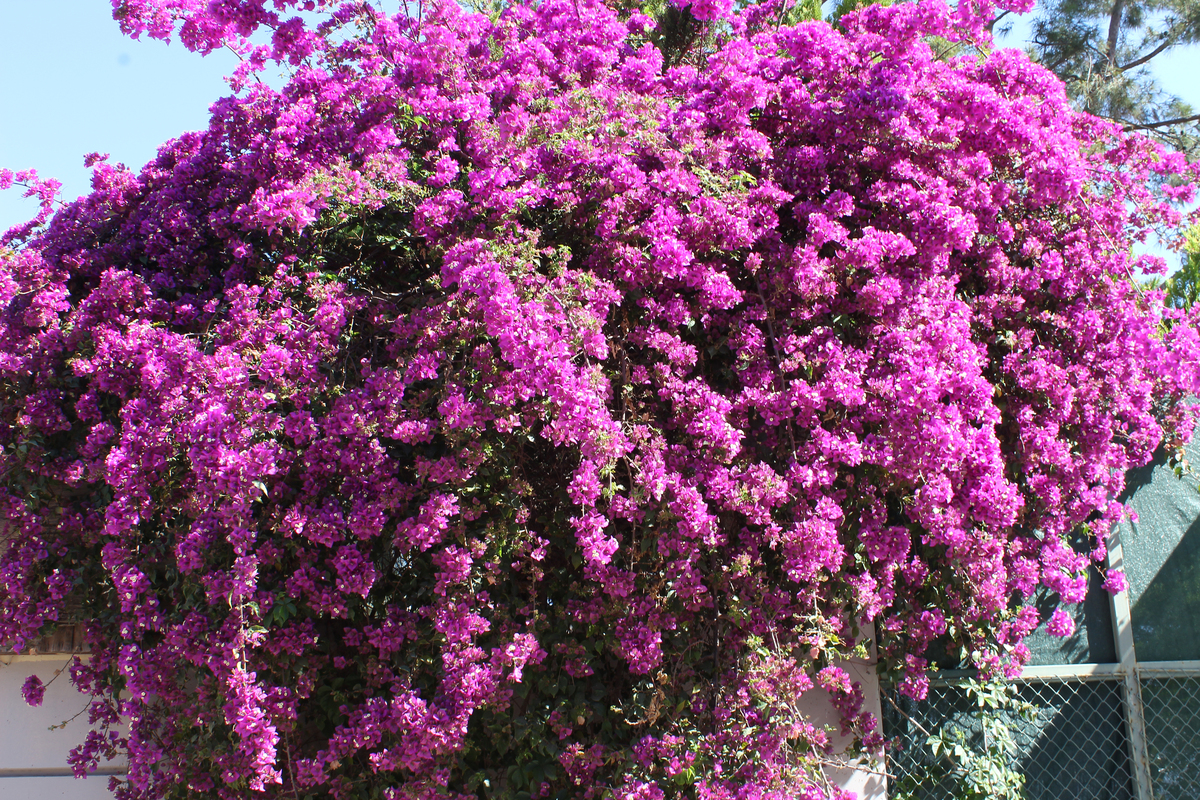 三角梅的花语：爱情与告白