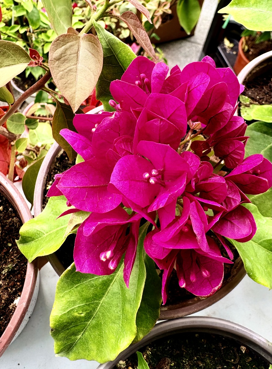 仙客来叶子枯黄怎么办？花败后养护指南！