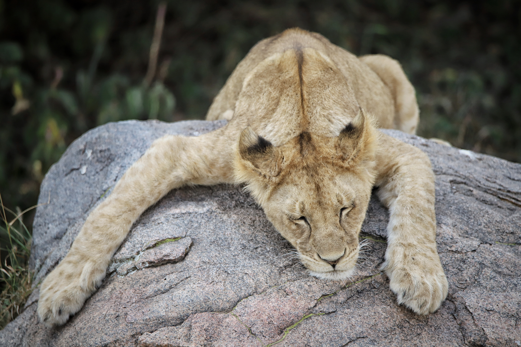 herd of lionesses with their cubs resting after a hard night of 
