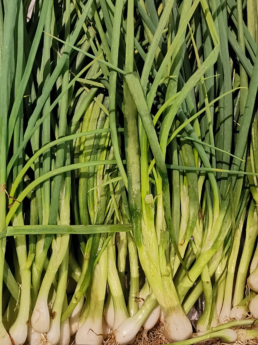 韭菜种植时间及方法