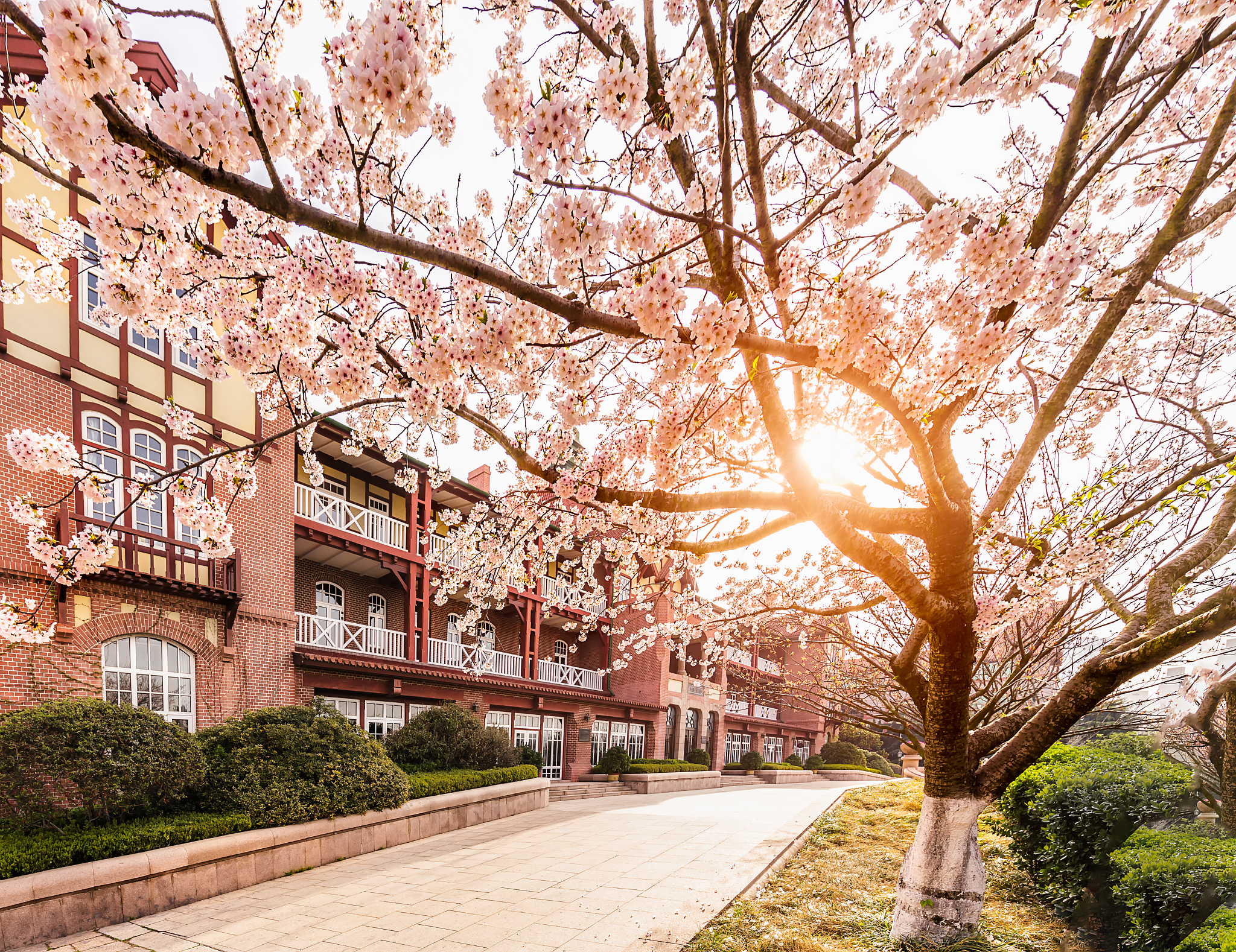 樱花庭院