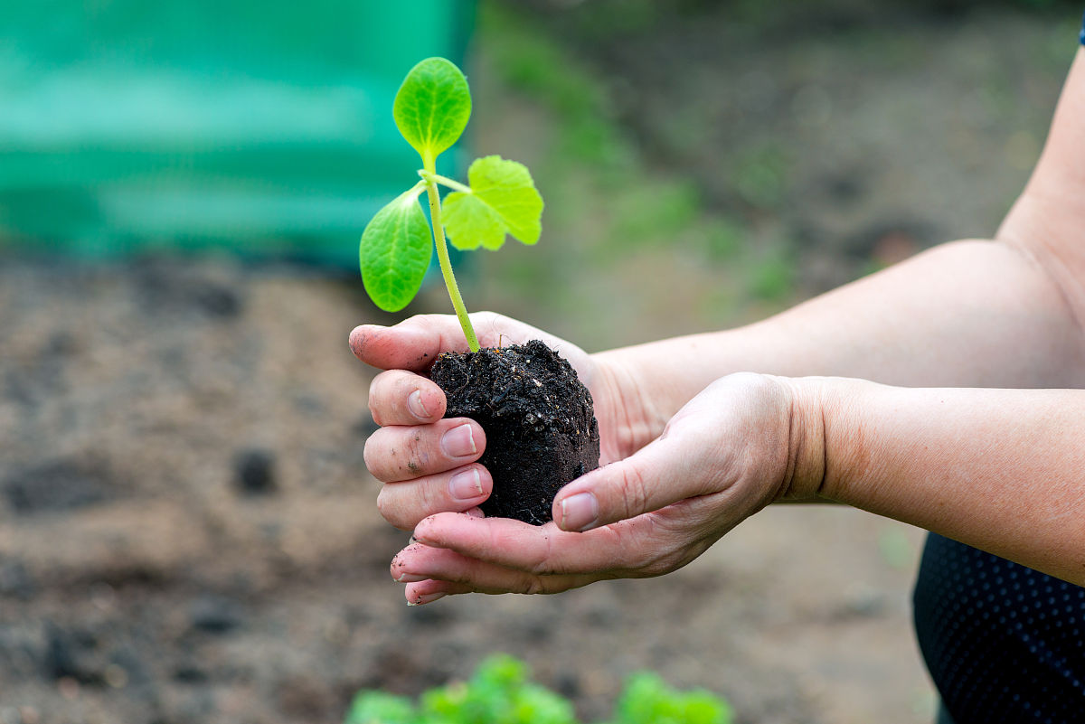 黄瓜育种：遗传改良方法详解