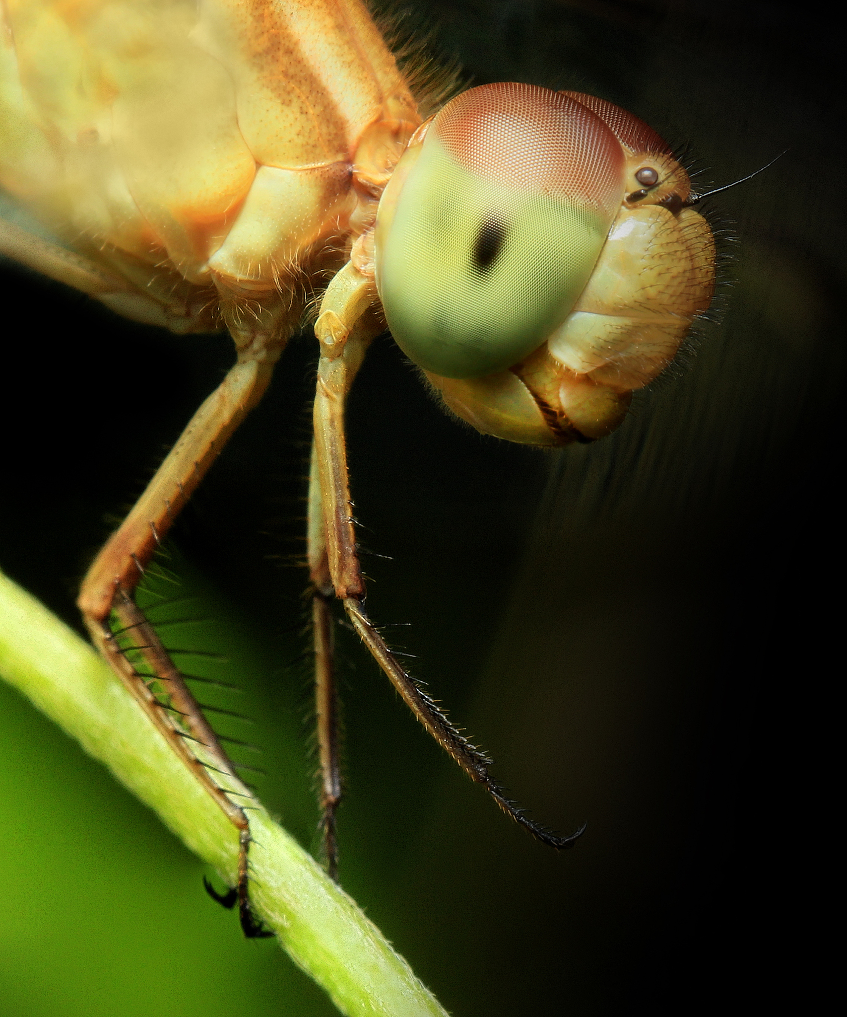 extreme macro photography of insect including eyes