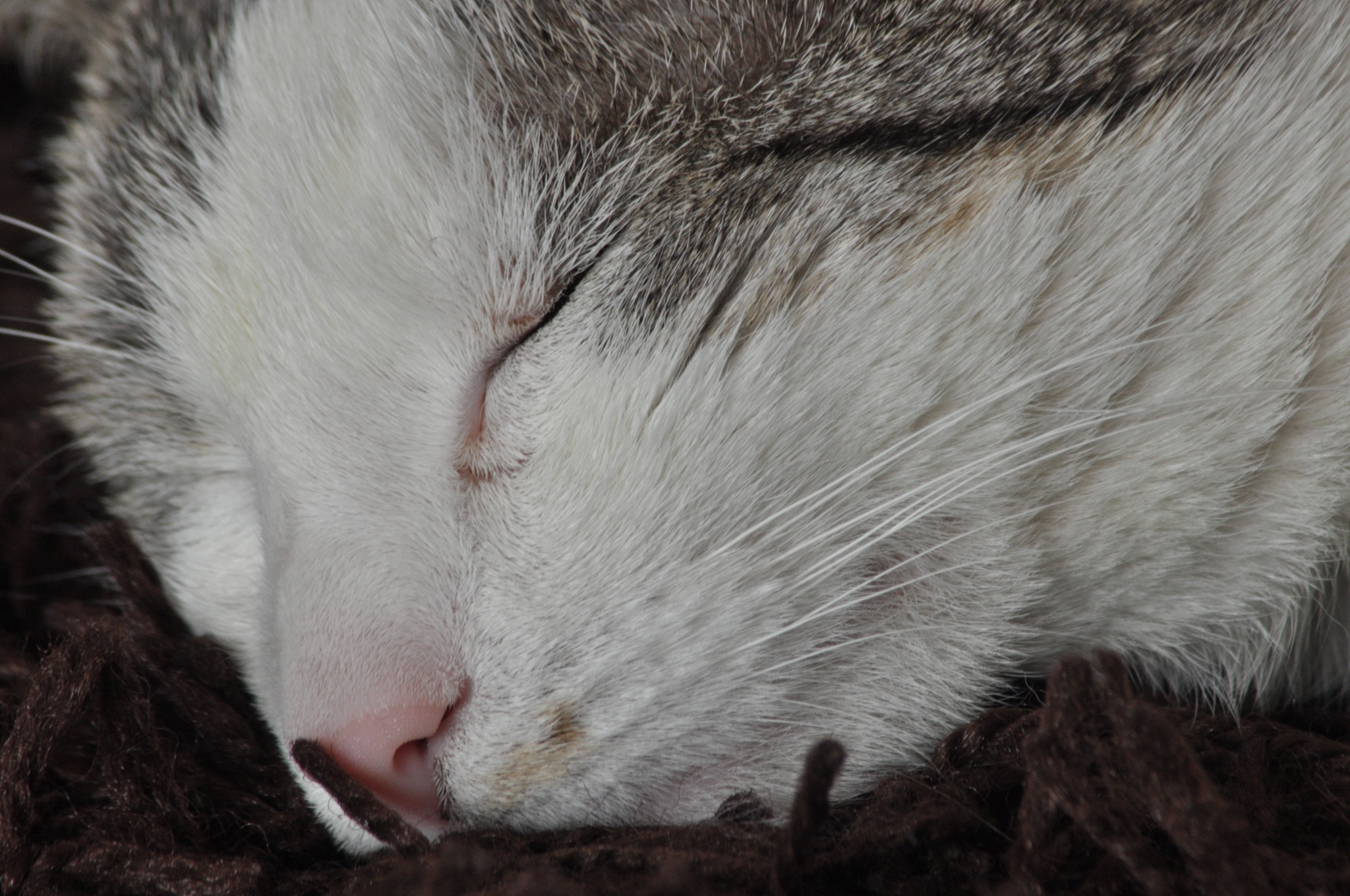 猫咪能闻麝香的闻到吗，对其有害吗，中文解释