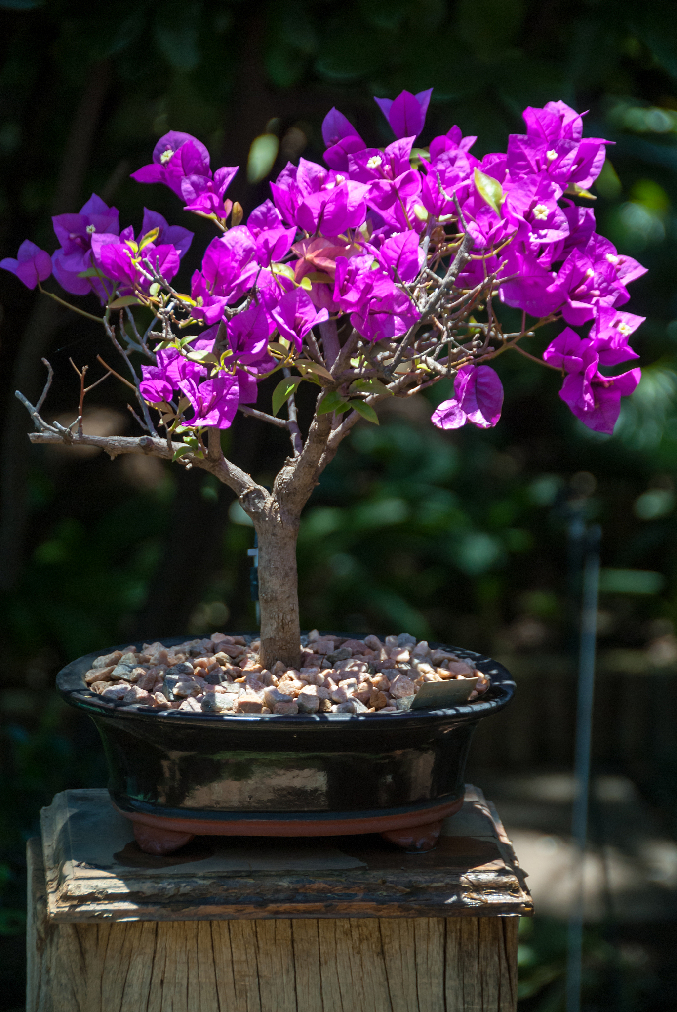 三角梅盆栽苗爬藤庭院花四季开花老桩苗批发新品种三角梅树苗老桩新品种重瓣阳台爬藤植物四季开花盆栽三角梅老桩苗盆栽花卉植物树苗四季阳台开花带花爬藤以上三条标题进行拆解做重新生成10条电商标题