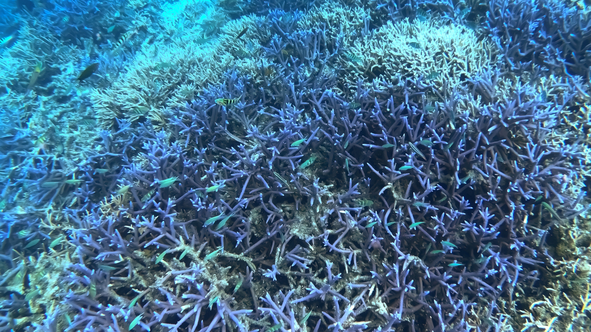 海洋生态学与学术发展：五场讲座心得体会