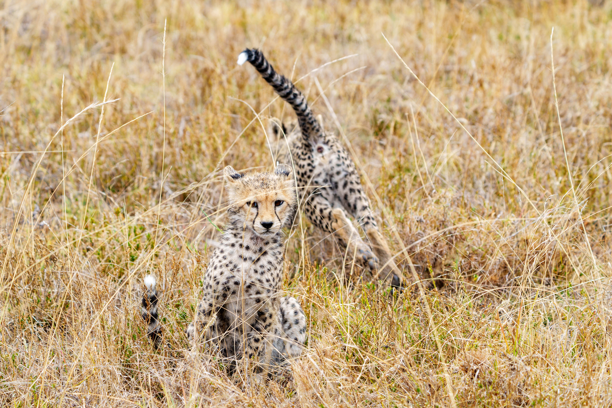 东非猎豹幼崽(acinonyx jubatus)在塞伦盖蒂草原上,时