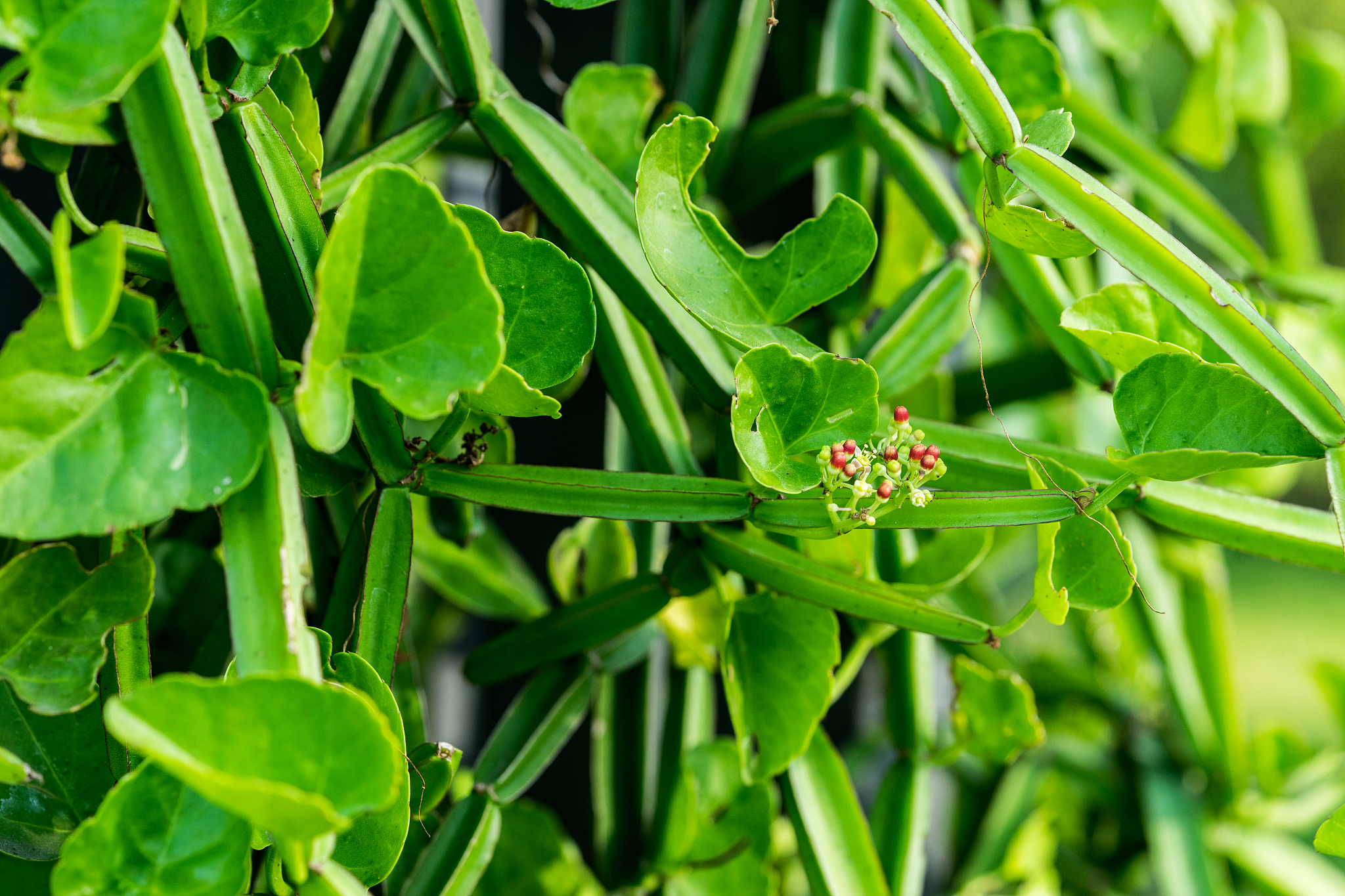 cissus quadrangularis, the plant is a herb