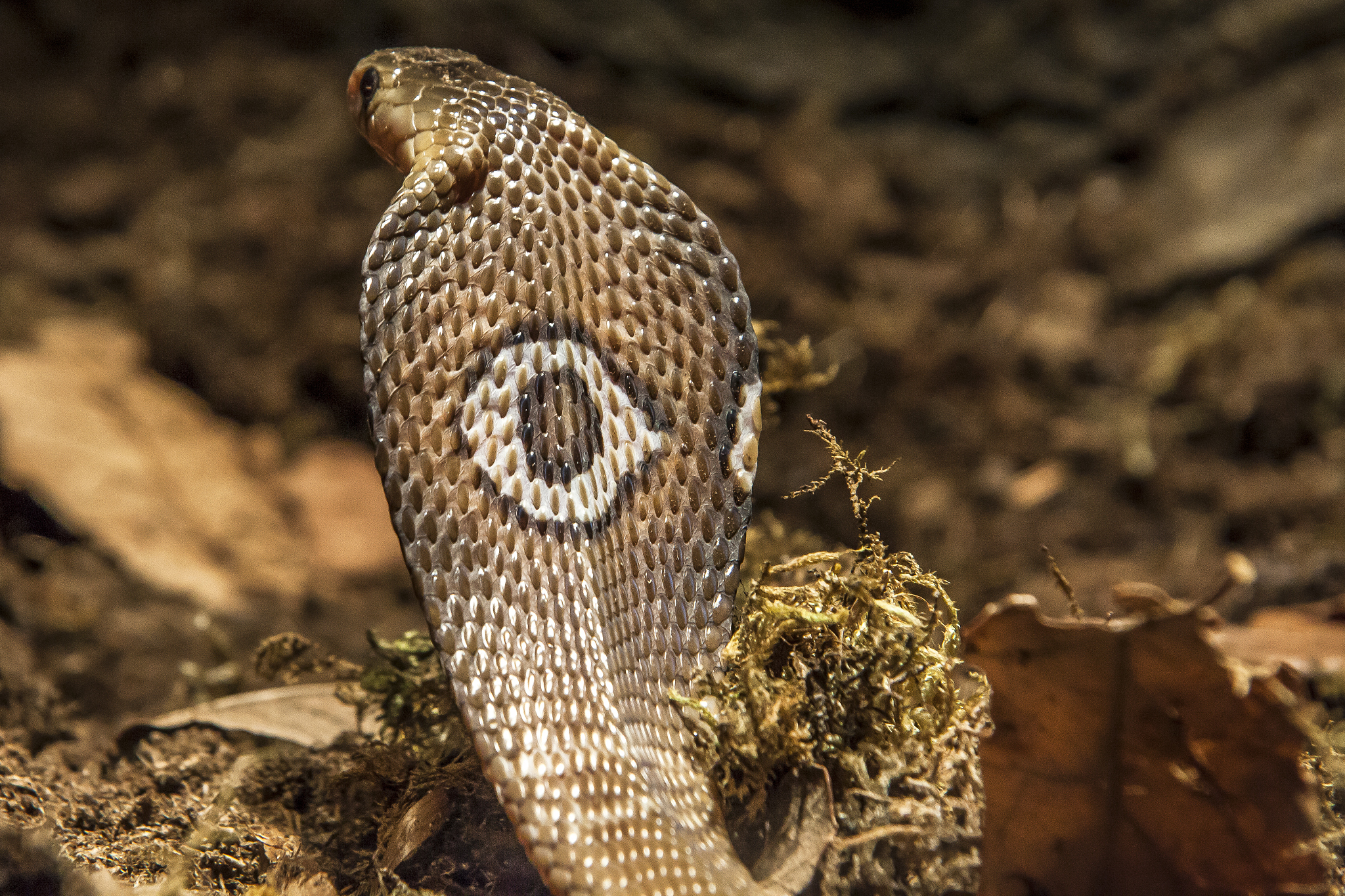 眼镜蛇在发明眼镜之前叫什么？