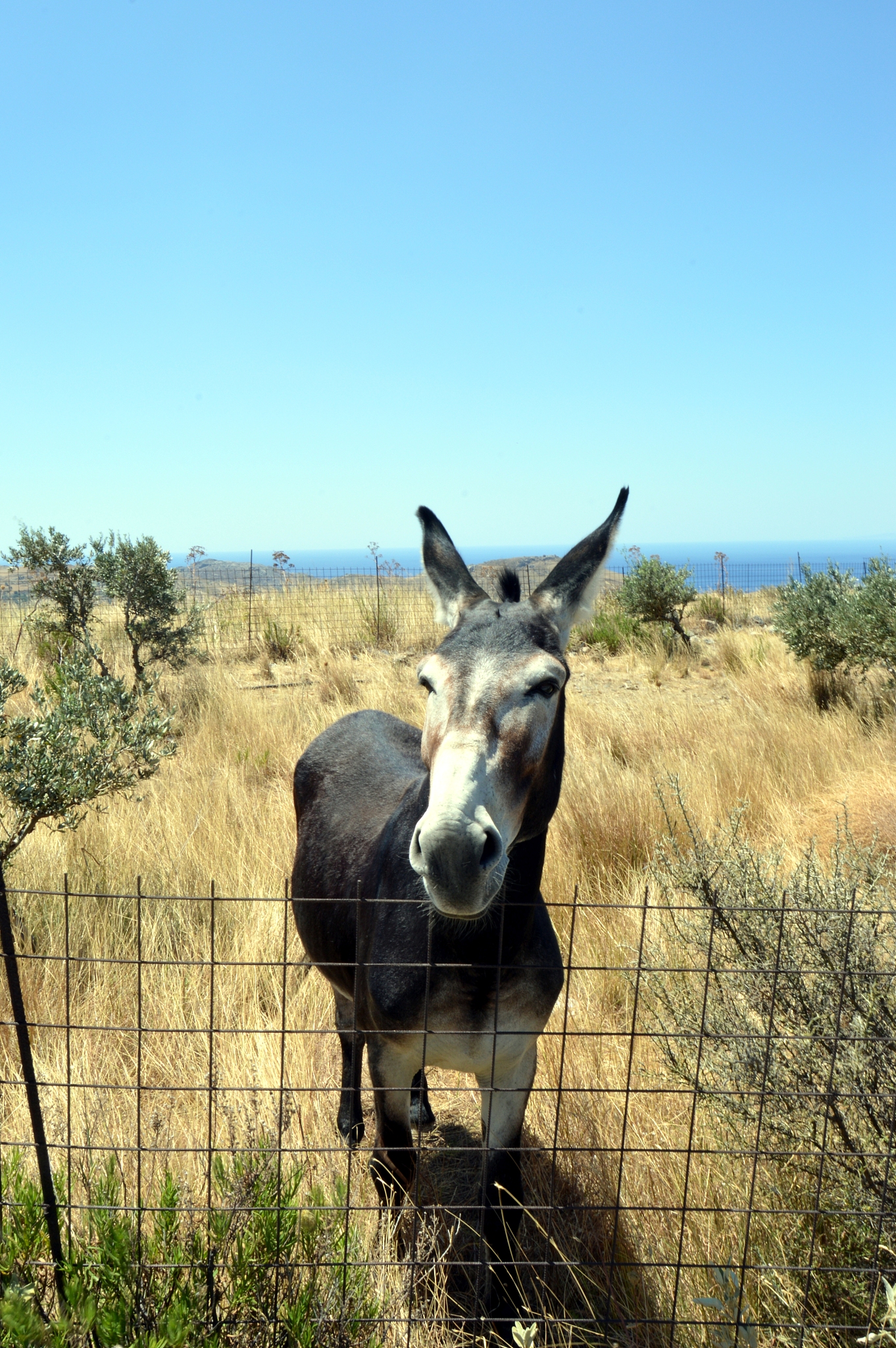 lively donkey in a meadow.