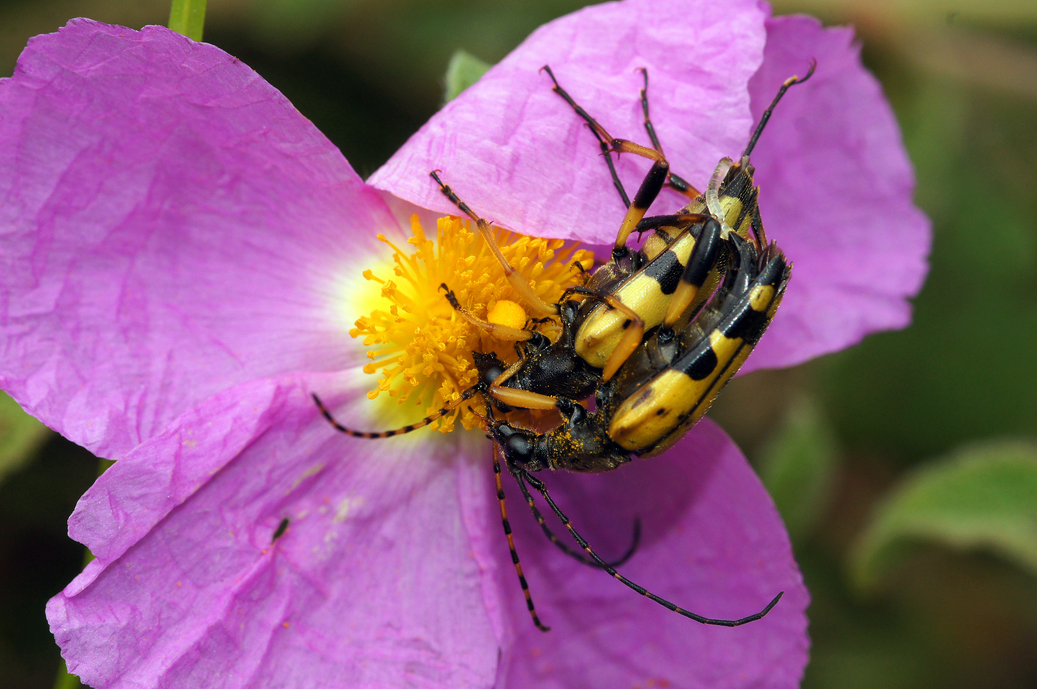 动物和植物如何繁衍后代？