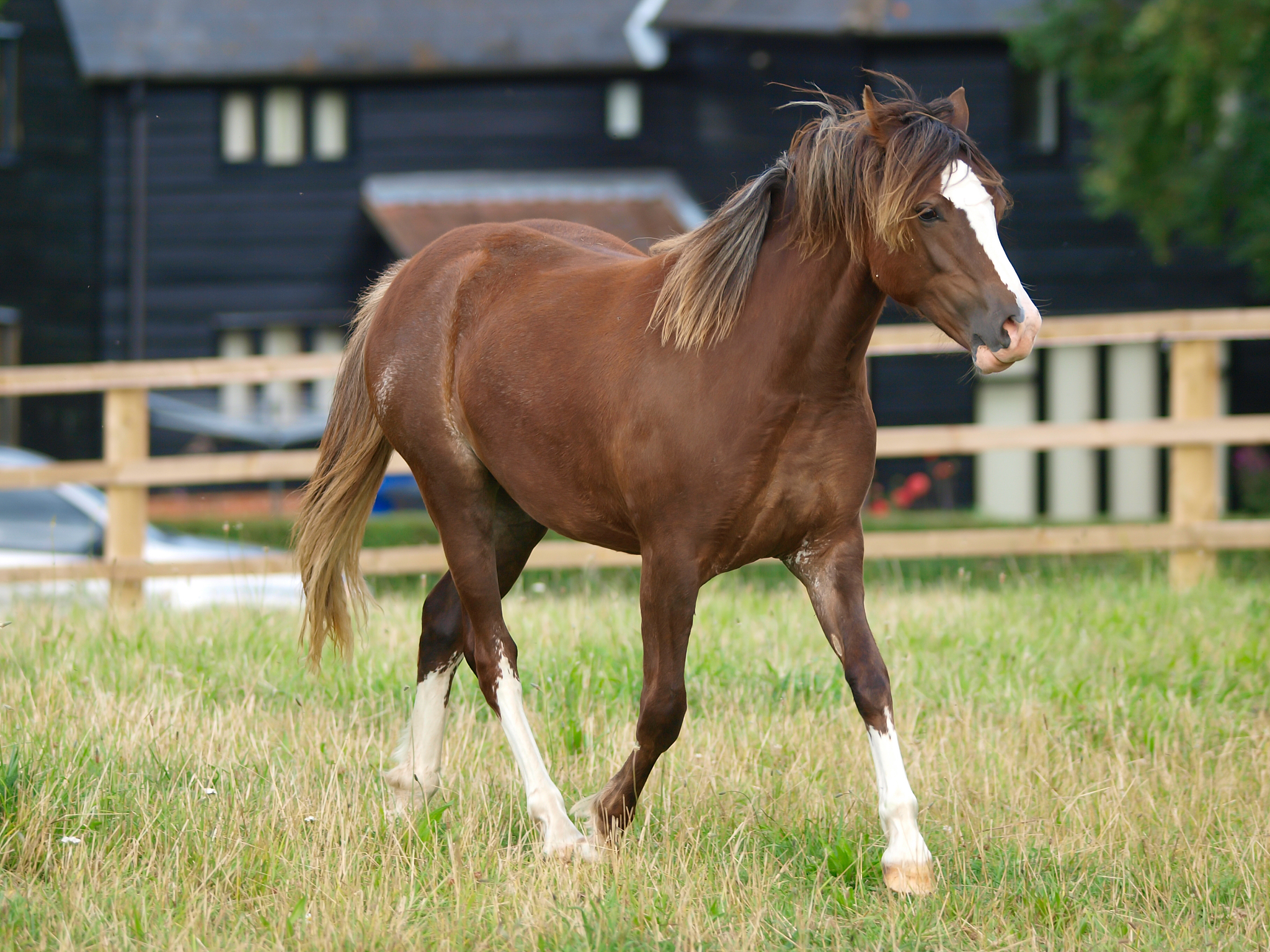pretty welsh pony