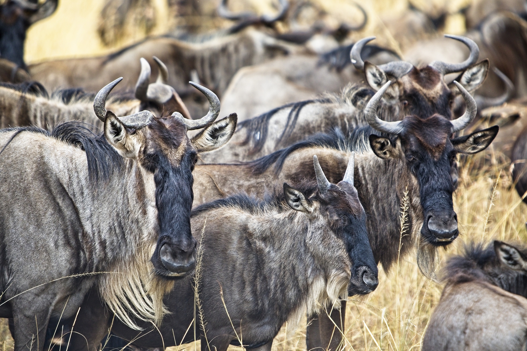 close-up of herd of wildebeest gathering for the migration. masa