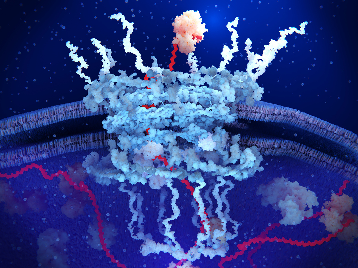 核孔蛋白和苏酰化有什么关系