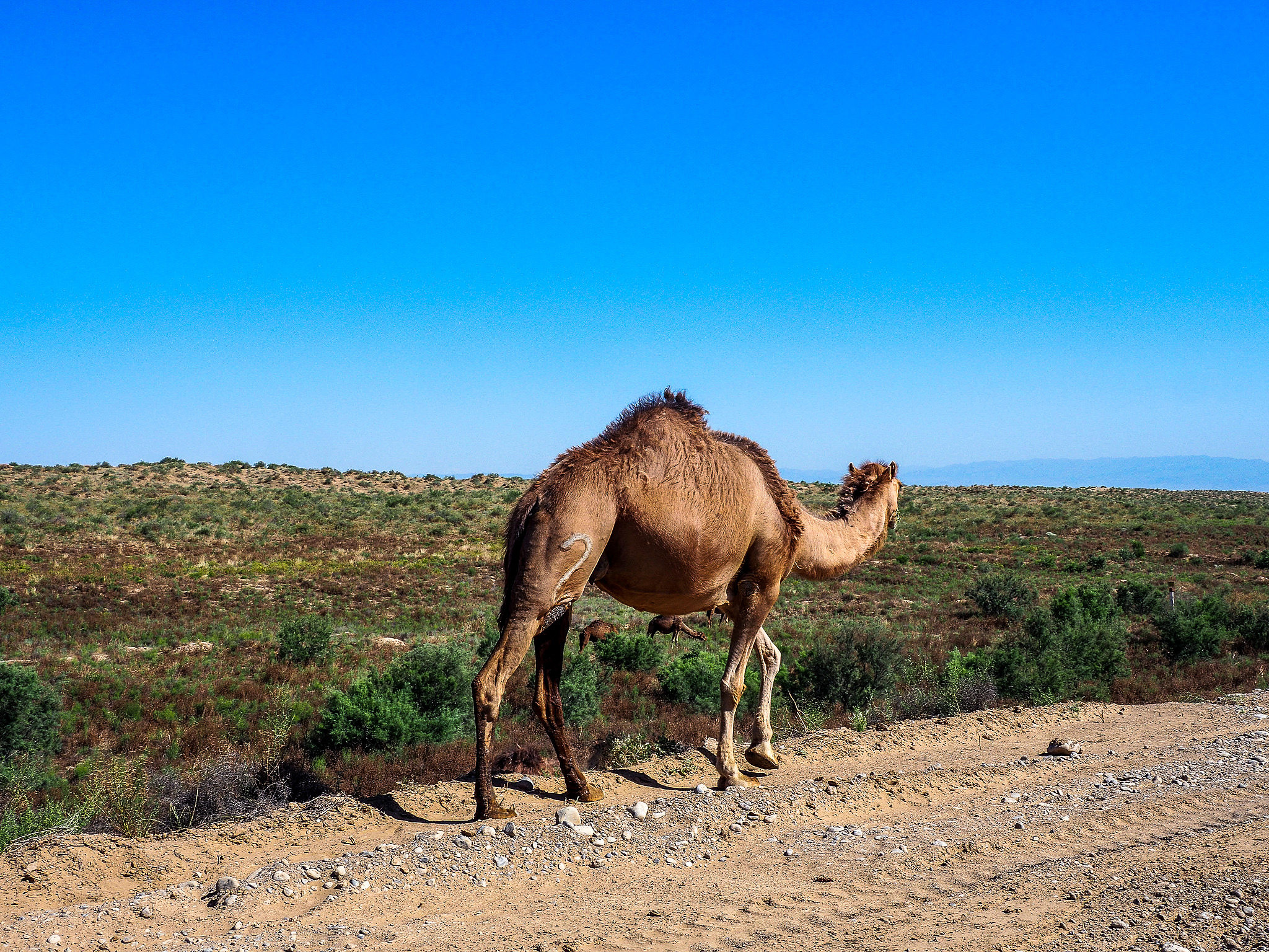 骆驼吃什么？沙漠生存的秘密武器！