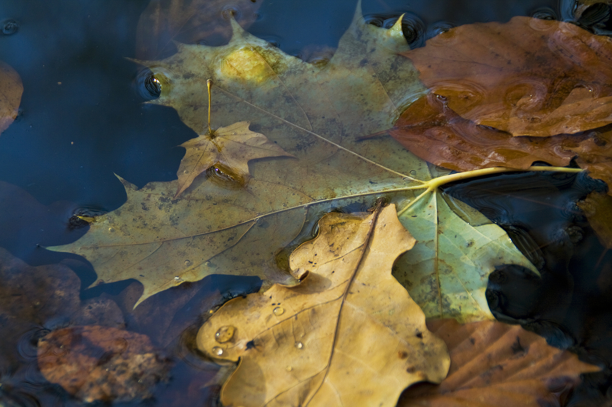 autumn leafs