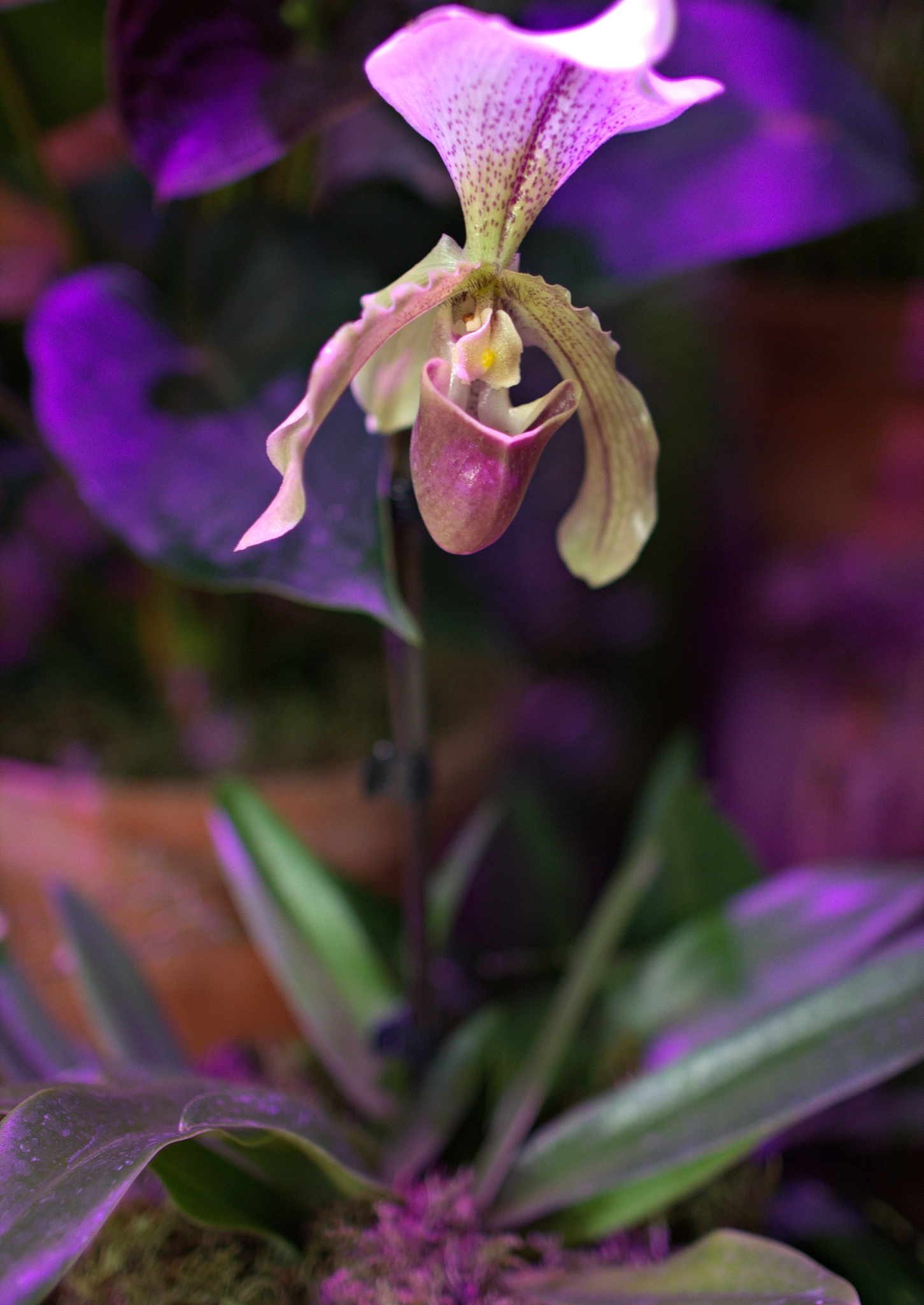 flowers in greenhouse, moscow, russia