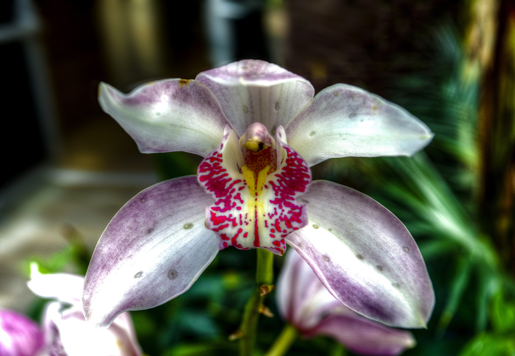exotic