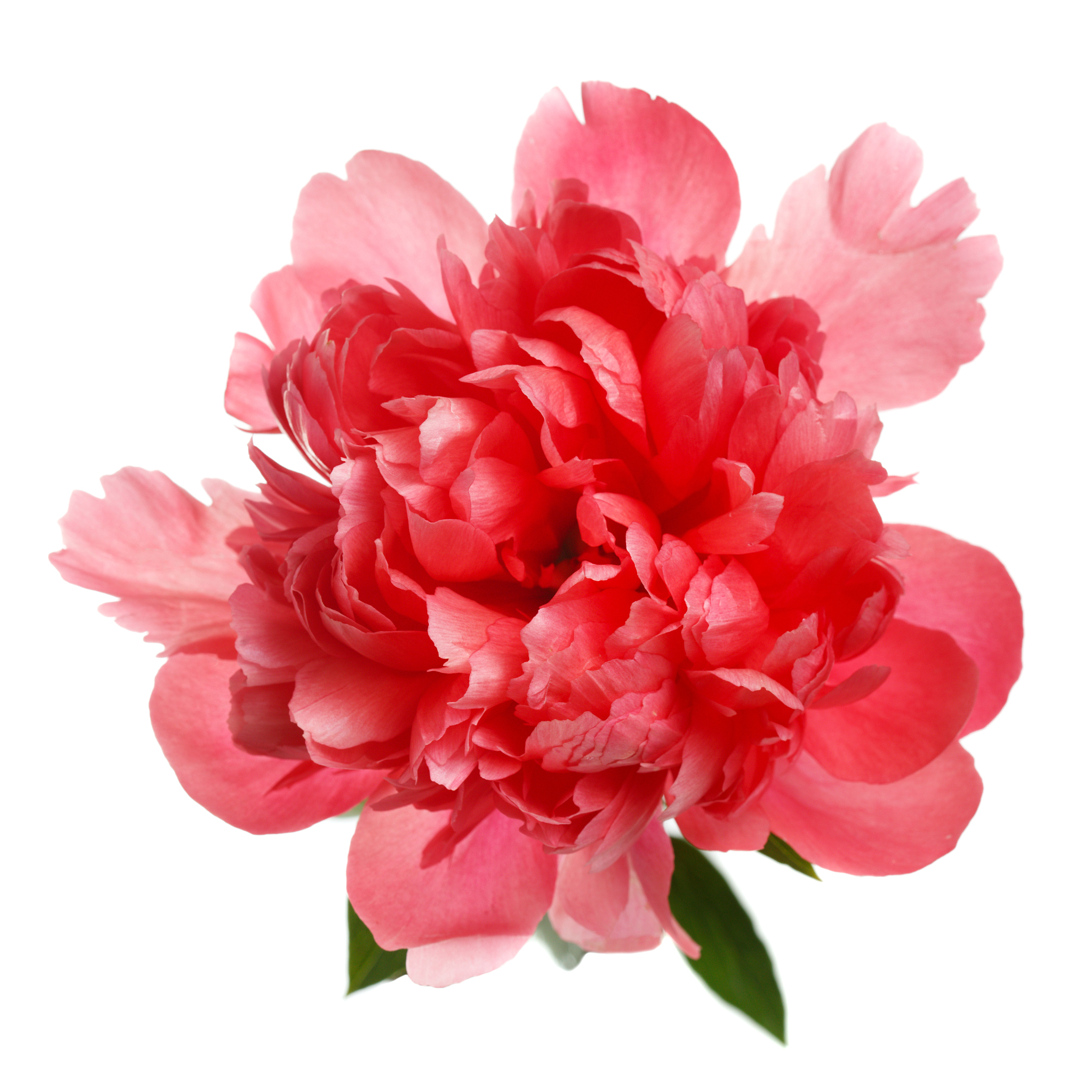 写一段200多字数的关于三文鱼主题的论文摘要大纲参考一下一、引言11 三文鱼的背景介绍12 研究目的和意义二、三文鱼的物种特征21 三文鱼的分类和命名22 三文鱼的形态特征三、三文鱼的生命周期和繁殖31 三文鱼的生命周期32 三文鱼的繁殖方式四、三文鱼的分布和栖息地41 三文鱼的分布区域42 三文鱼的栖息地43 三文鱼的迁徙行为五、三文鱼的营养价值和经济价值51 三文鱼的营养价值52 三文鱼的经济