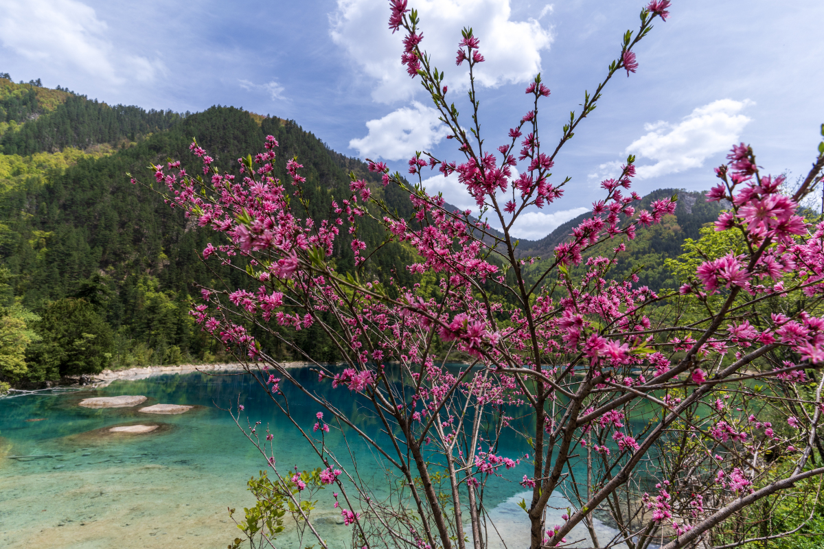 踏入九寨沟,湍急的瀑布如银练般垂落,湖水清澈见底,山峦叠嶂间云雾