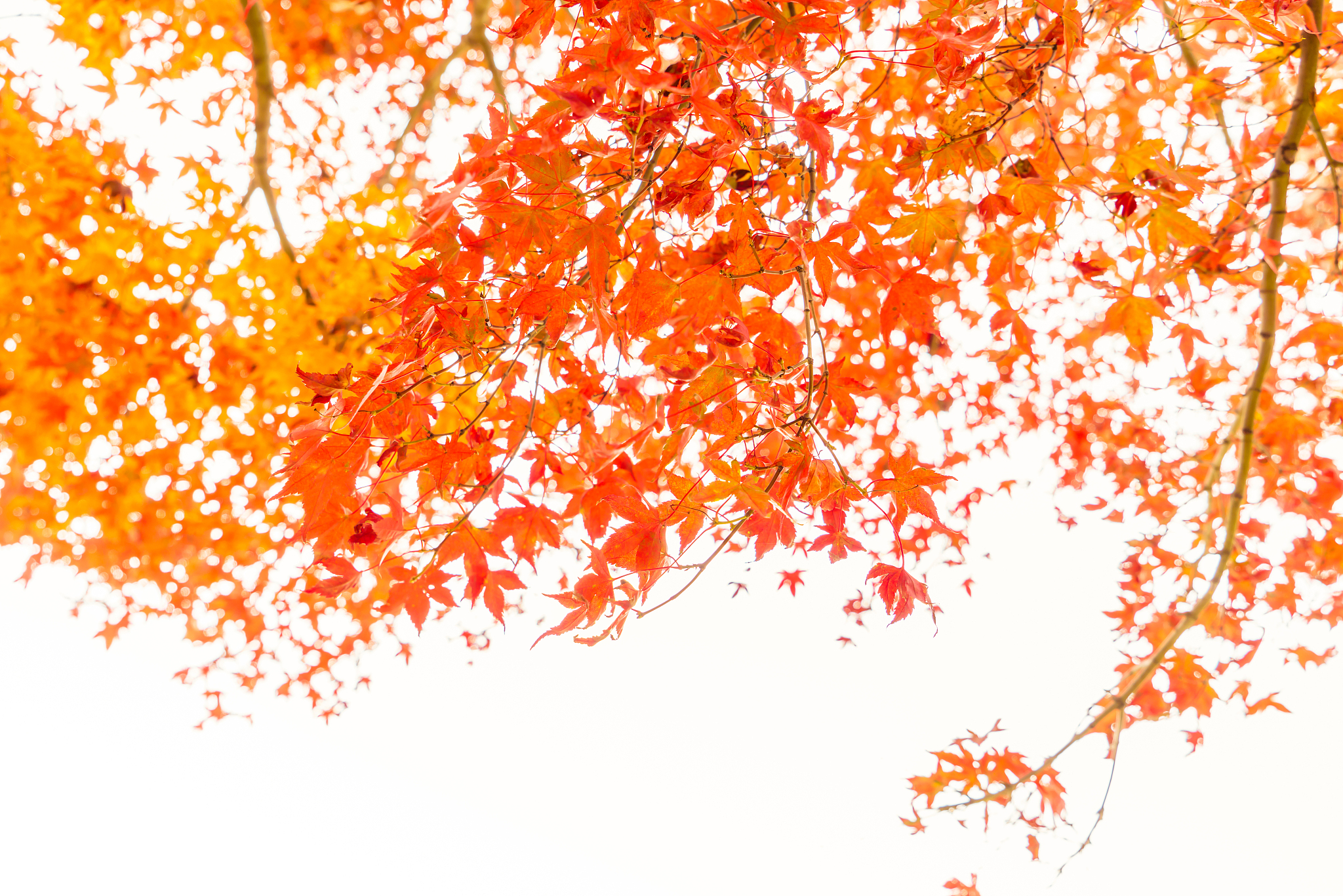 二年级作文：枫树像什么？300字描写枫树的美丽