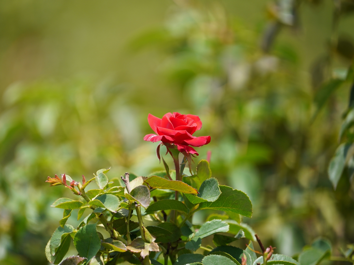 山茶花花语：坚强、勇敢和热爱生命