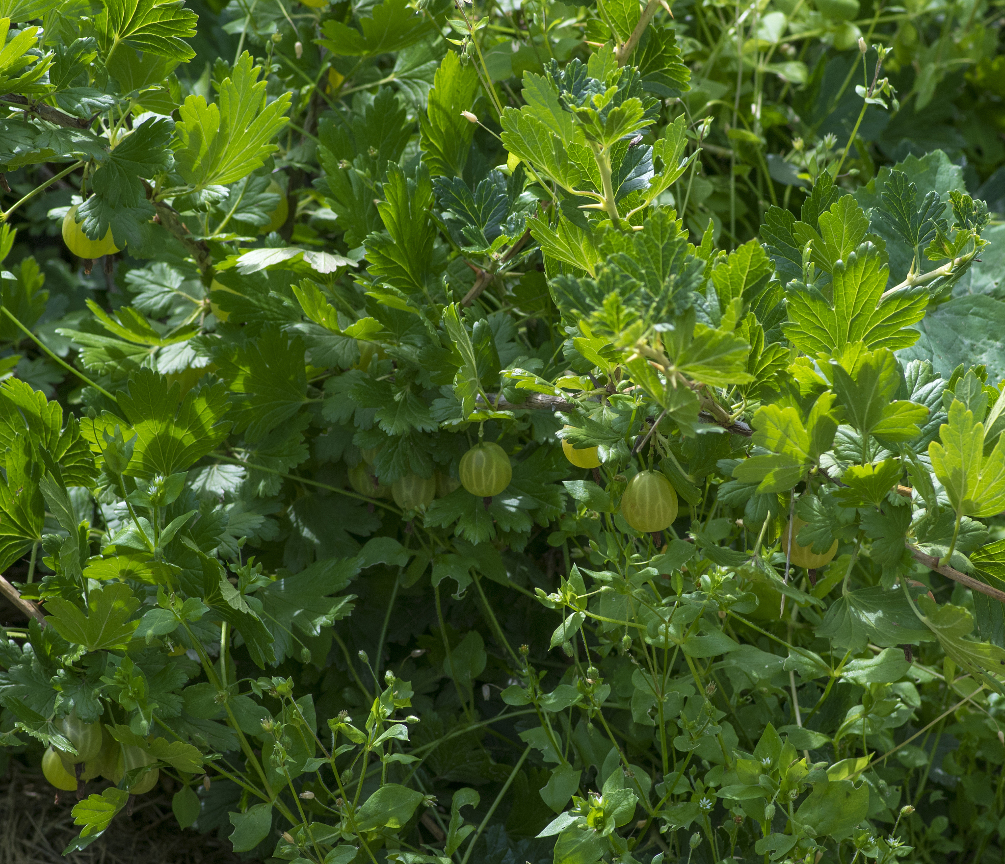 green gooseberry bush