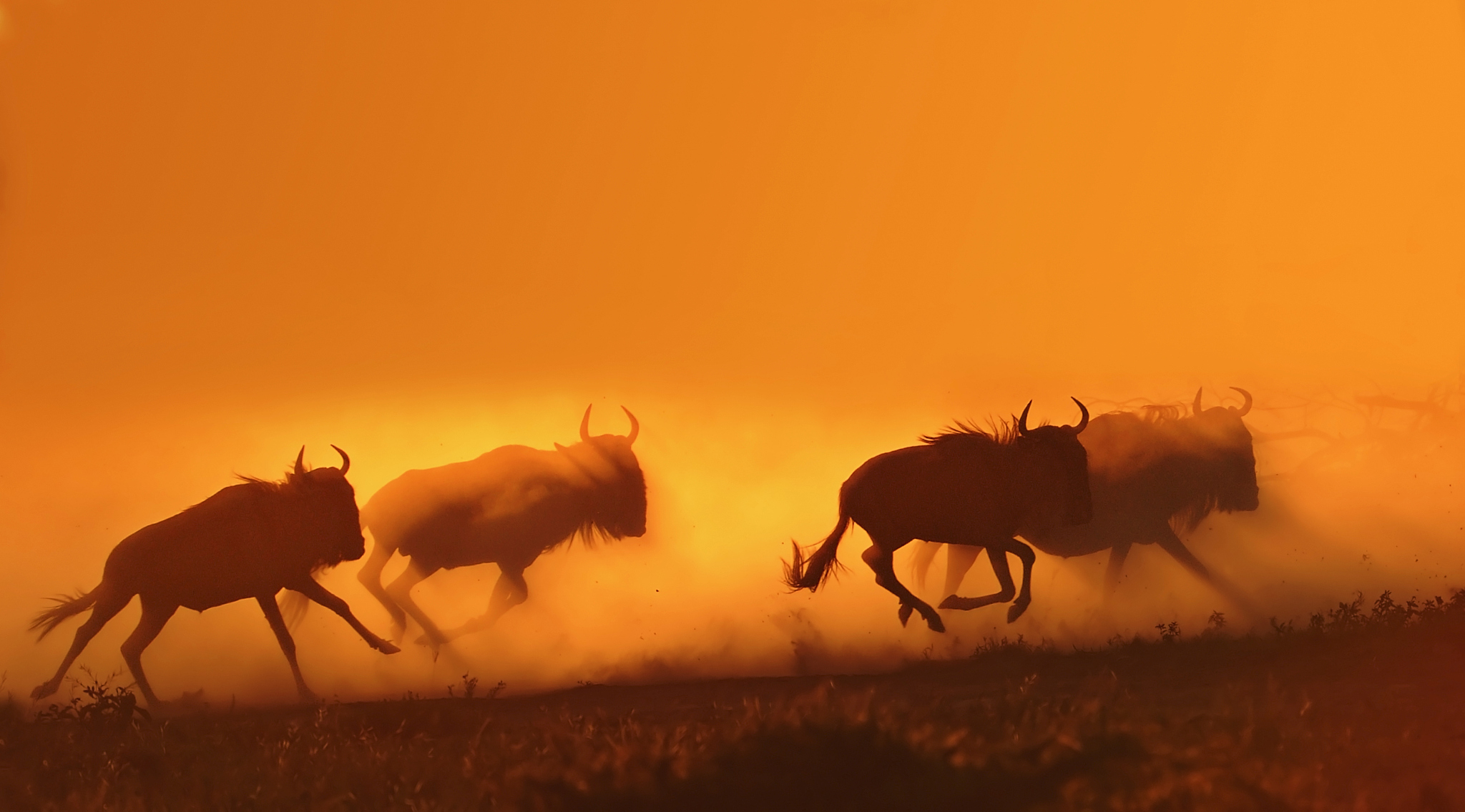 herd of wildebeests running in serengeti national park, tanzania