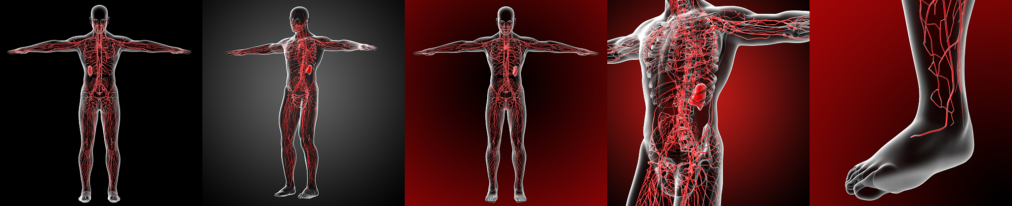 3d rendering medical illustration of the lymphatic system