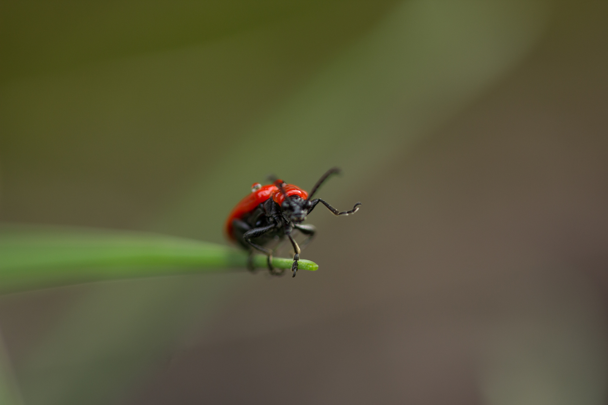 close-up of insect on plant