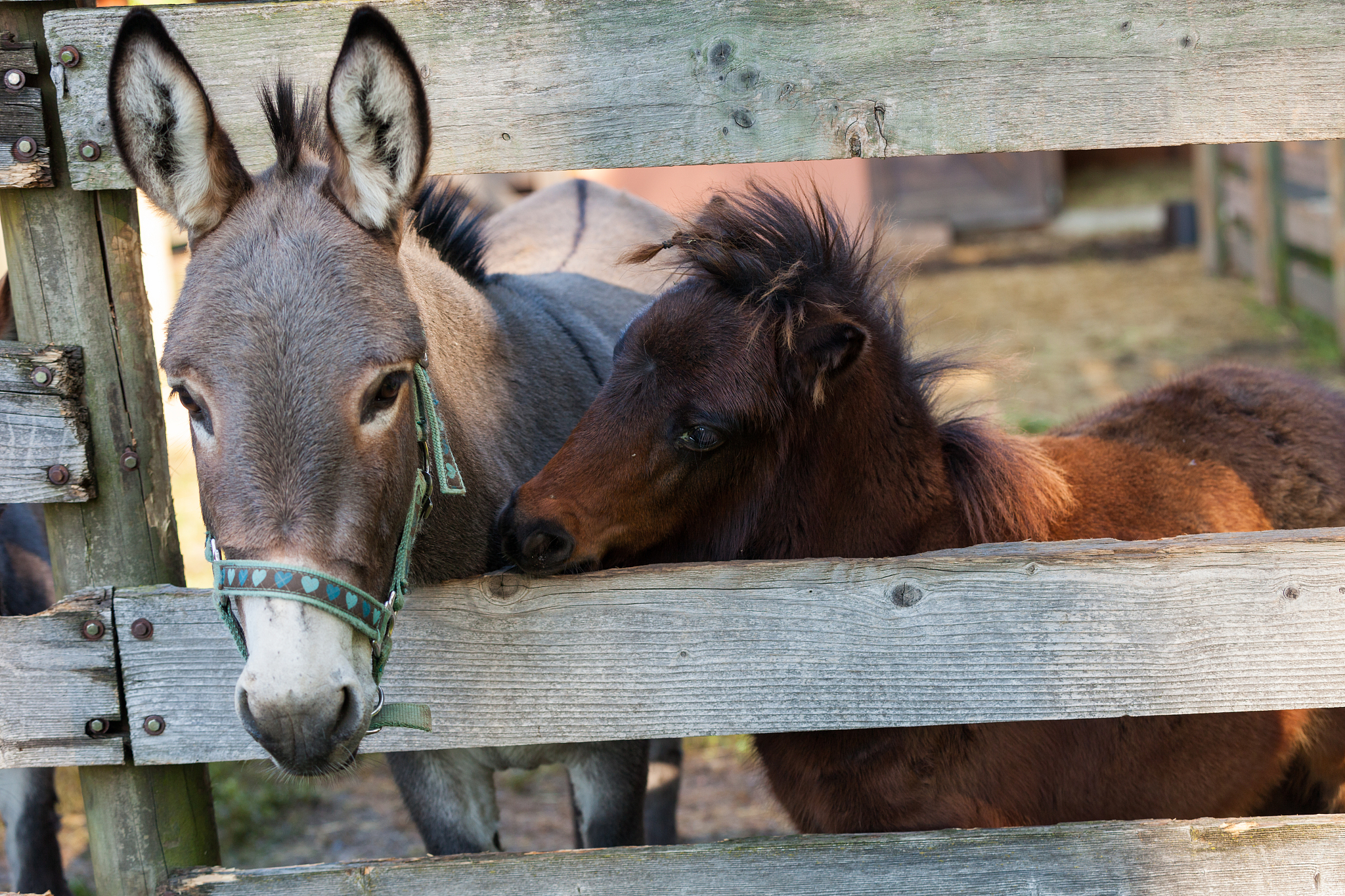animals in the enclosure of the farm, sunny day