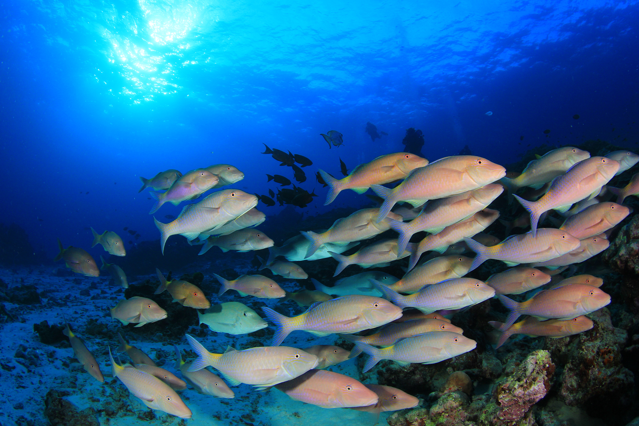fish school in ocean above coral reef