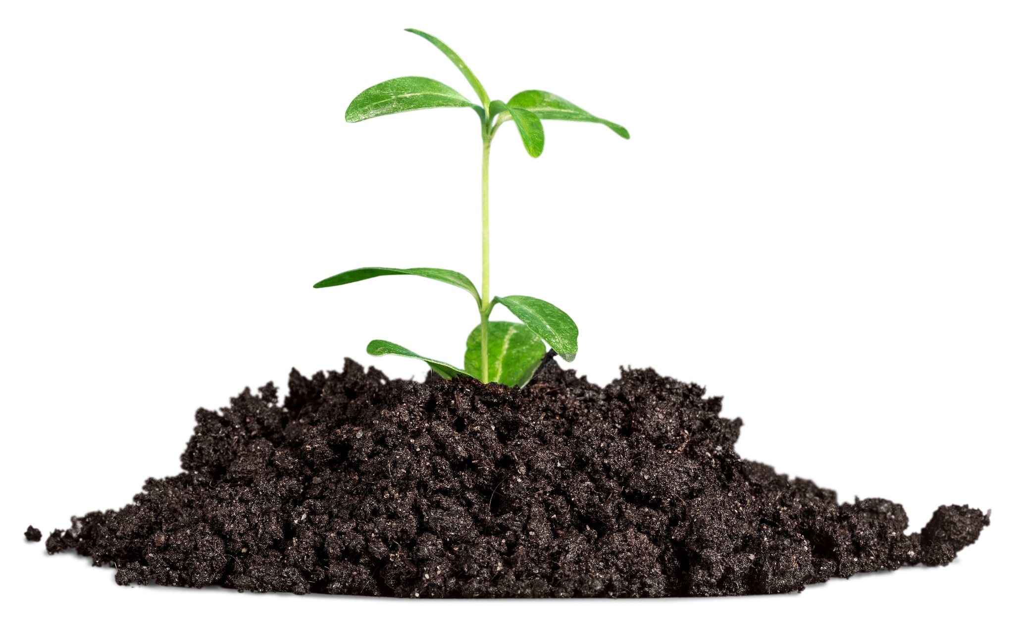 土壤：植物生长的基础和生态系统的基石